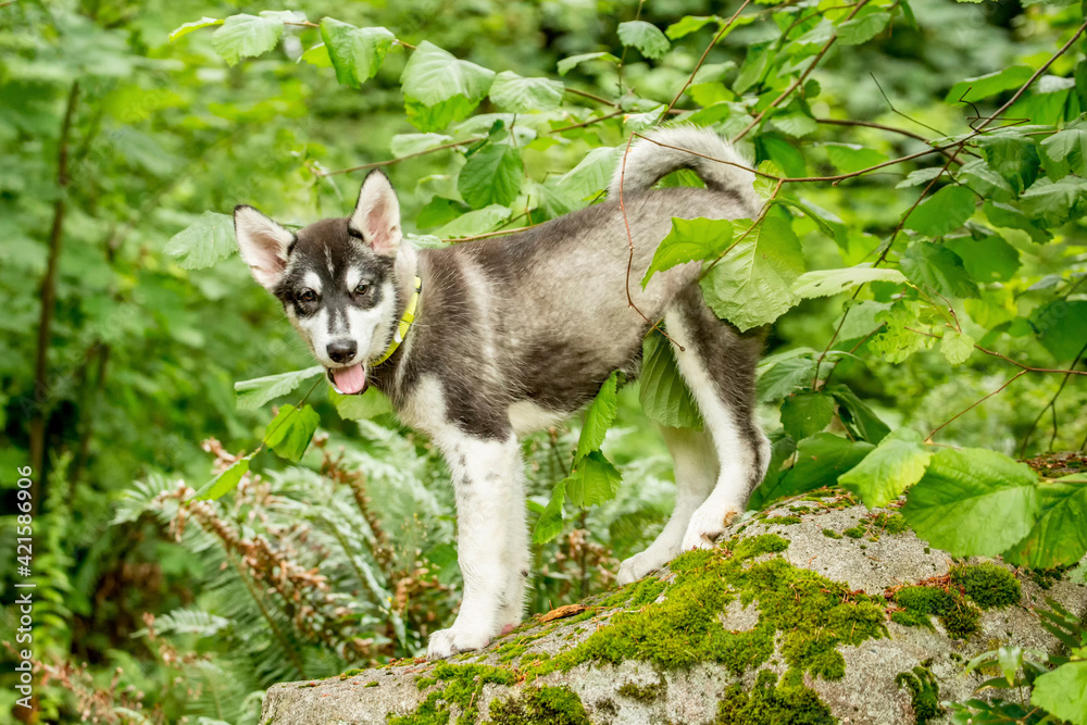 Issaquah, Washington State, USA. Three month old Alaskan Malamute puppy standing on a rock in the park. 