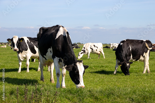 Black and white Holstein Friesian cattle cows grazing on farmland. © VanderWolf Images