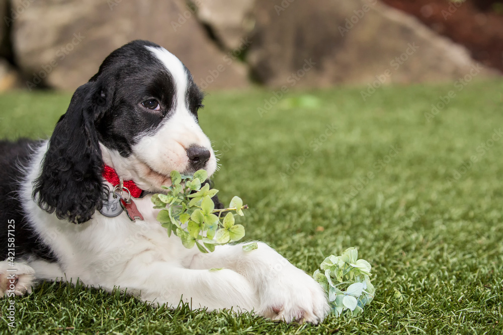Issaquah, Washington State, USA. Two month old Springer Spaniel puppy being naughty and eating a hydrangea flower. Issaquah, Washington State, USA. Two month old Springer Spaniel puppy being naughty and eating a hydrangea flower.