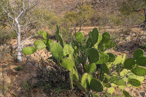 Green flat rounded stalks of cacti and mesquite tree branches in the Sonoran Desert. Moctezuma, Sonora Mexico ... Flat green rounded cladodes of opuntia cactus, Balchik, opunti .. spines .. photo