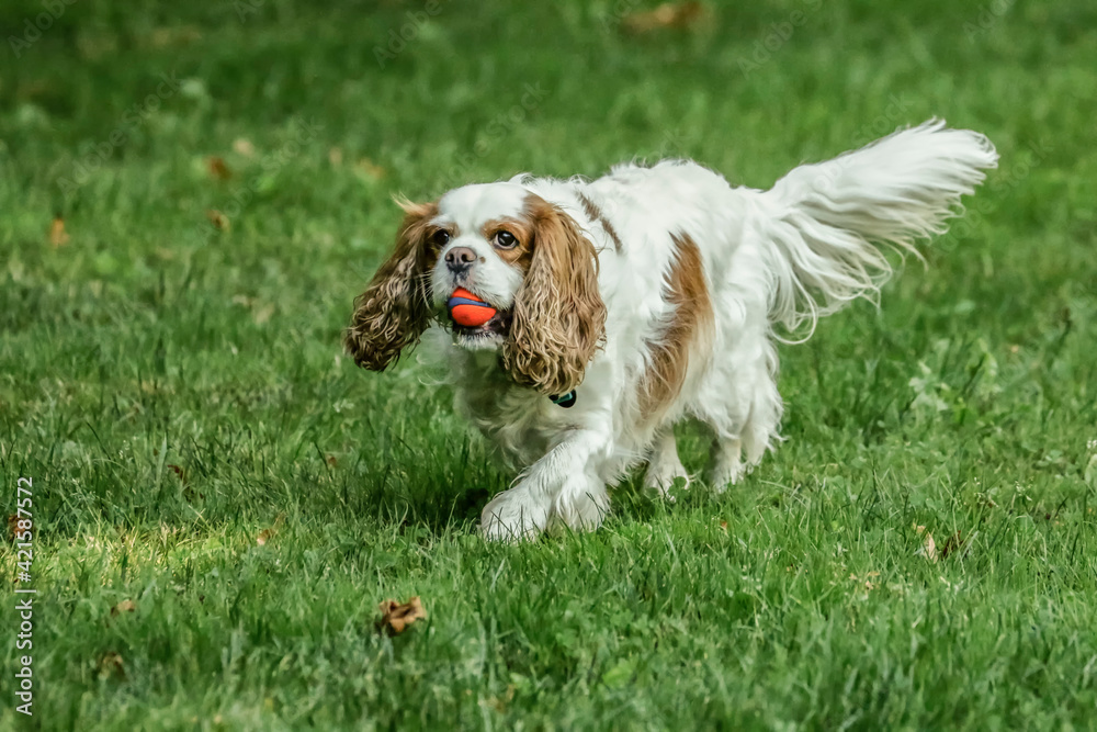 Issaquah, Washington State, USA. Cavalier King Charles spaniel walking in the park with a ball in her mouth. 