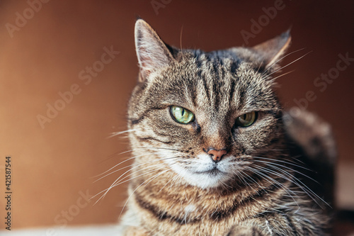 Funny portrait arrogant short-haired domestic tabby cat relaxing at home. Little kitten lovely member of family playing indoor. Pet care health and animal concept. © Юлия Завалишина