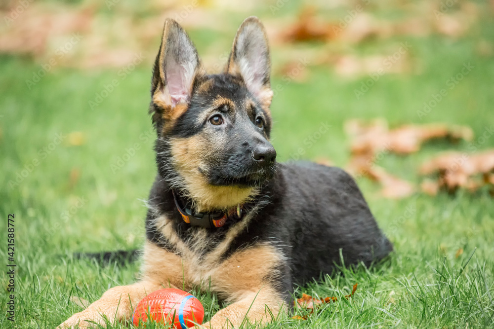 Issaquah, Washington State, USA. Three month old German Shepherd reclining in her yard after playing ball. 