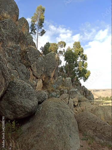 tree on the rocks