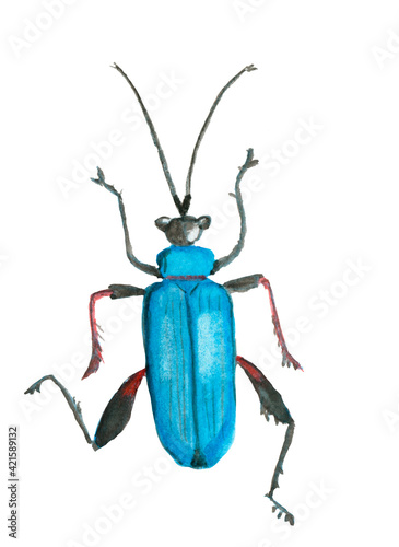 Watercolour, drawing, insect blue beetle, cricket, .Spring nature, Cute insect.A hand-drawn element.