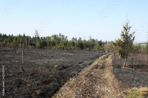 Forest path around charred ground after a forest fire. Charred forest after a hot fire. global warming - climate change