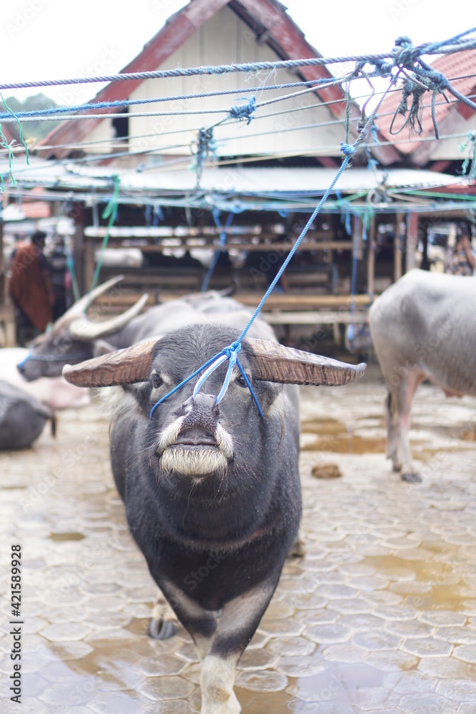 Buffalo are sold in animal traditional market at Bolu, North Toraja ...