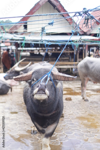 Buffalo are sold in animal traditional market at Bolu, North Toraja. This buffalo is sold for slaughter at a traditional ceremony called Rambu Solo photo