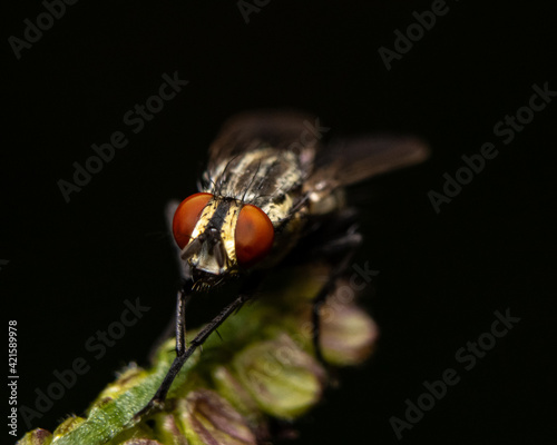 close up of fly © Bu Pinto