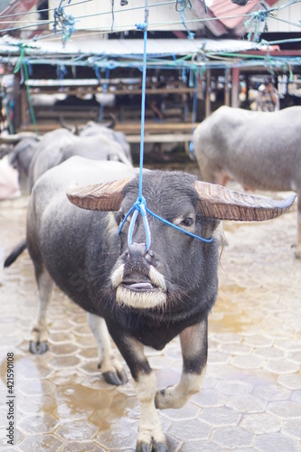 Striped buffalo or tedong bonga sold in animal traditional market at Bolu, Rantepao, North Toraja. This type of buffalo is more expensive than ordinary buffalo.