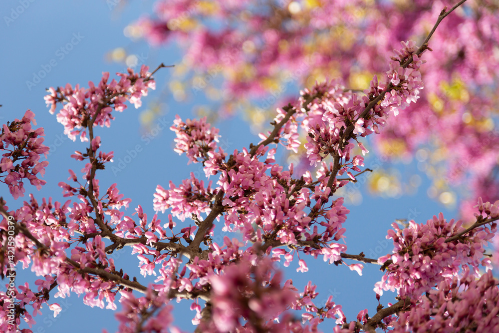 Delicate bright pink flowering trees in the garden against the blue sky on a sunny spring day Delicate bright pink flowering trees in the garden against the blue sky on a sunny spring day