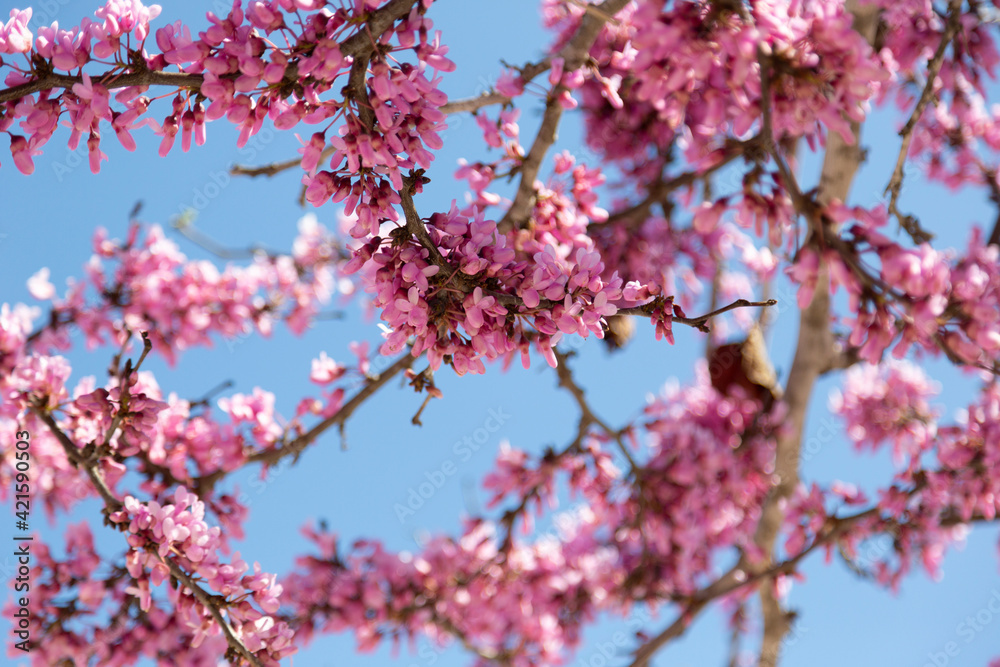 Delicate bright pink flowering trees in the garden against the blue sky on a sunny spring day Delicate bright pink flowering trees in the garden against the blue sky on a sunny spring day