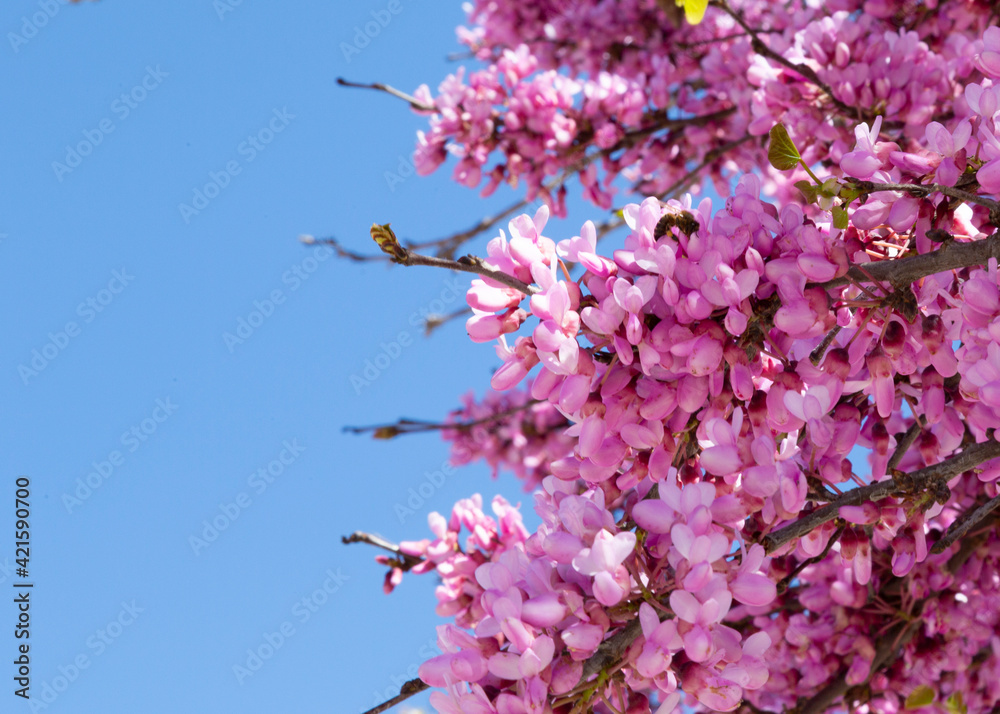 Delicate bright white and pink flowering trees in the garden against the blue sky on a sunny spring day Delicate bright white and pink flowering trees in the garden against the blue sky on a sunny spring day