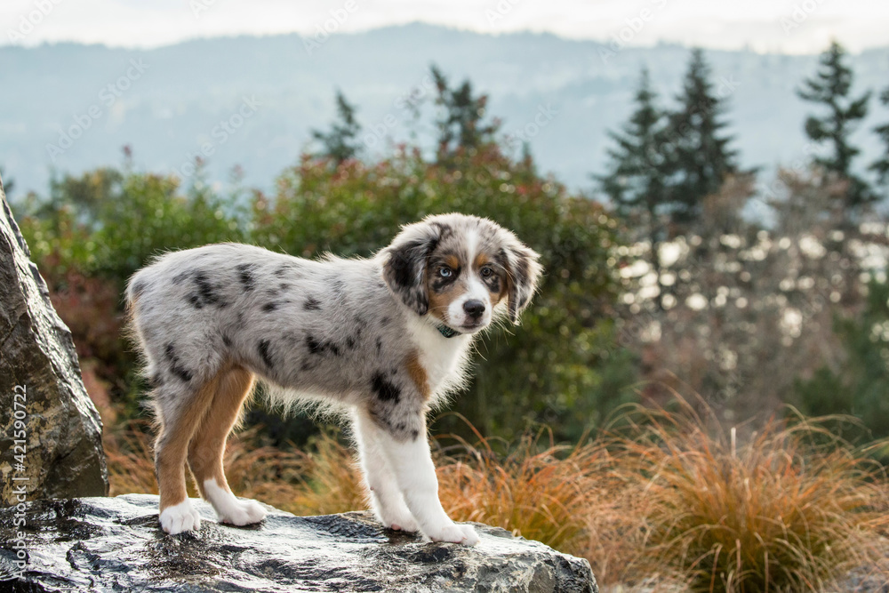 Sammamish, Washington State, USA. Three month old Blue Merle Australian Shepherd puppy standing on a boulder by a water feature in her yard 