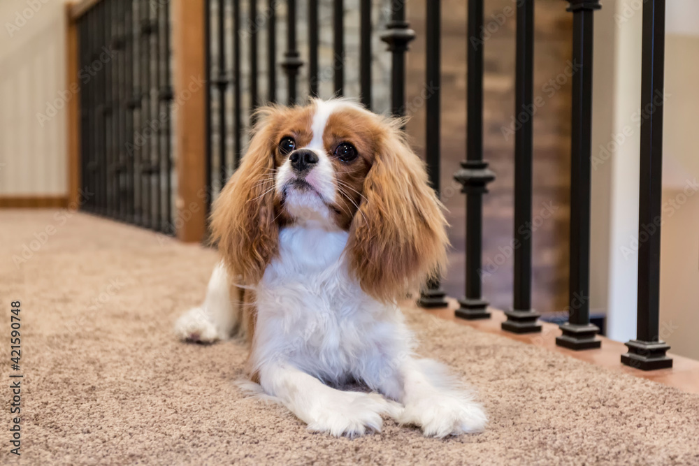 Cavalier King Charles Spaniel puppy resting on a second floor balcony. 