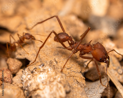 ant on the ground © Bu Pinto