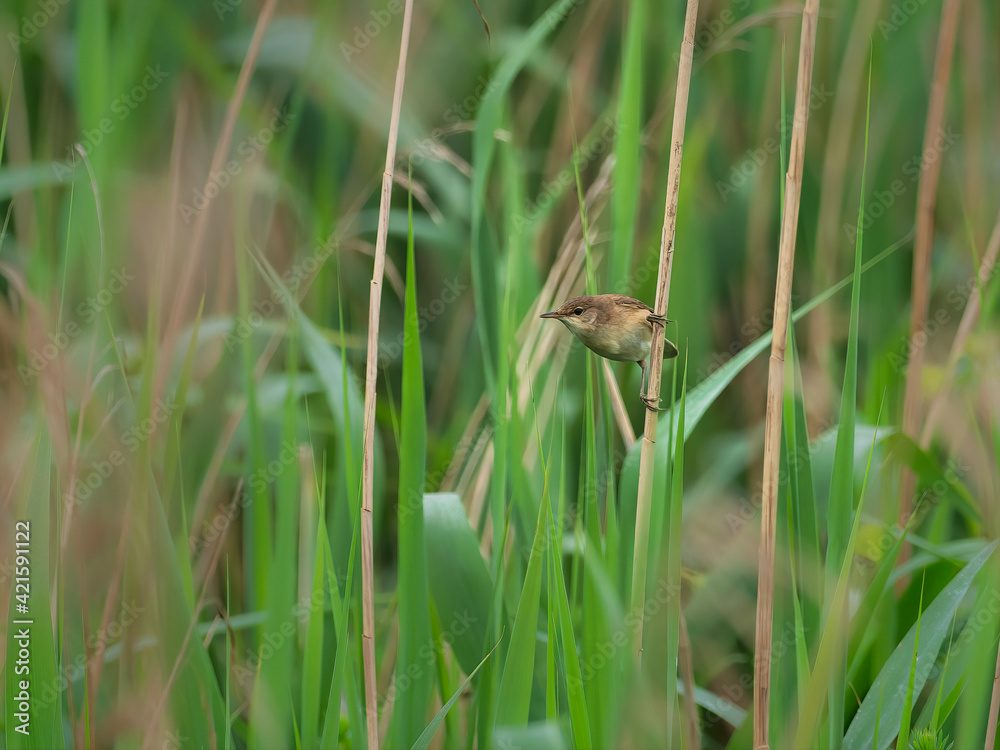 Reed Warbler (Acrocephalus scirpaceus) in amongst the reeds