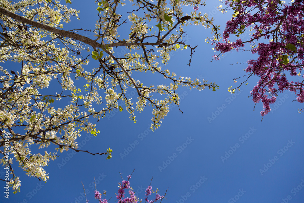 Delicate bright white and pink flowering trees in the garden against the blue sky on a sunny spring day Delicate bright white and pink flowering trees in the garden against the blue sky on a sunny spring day