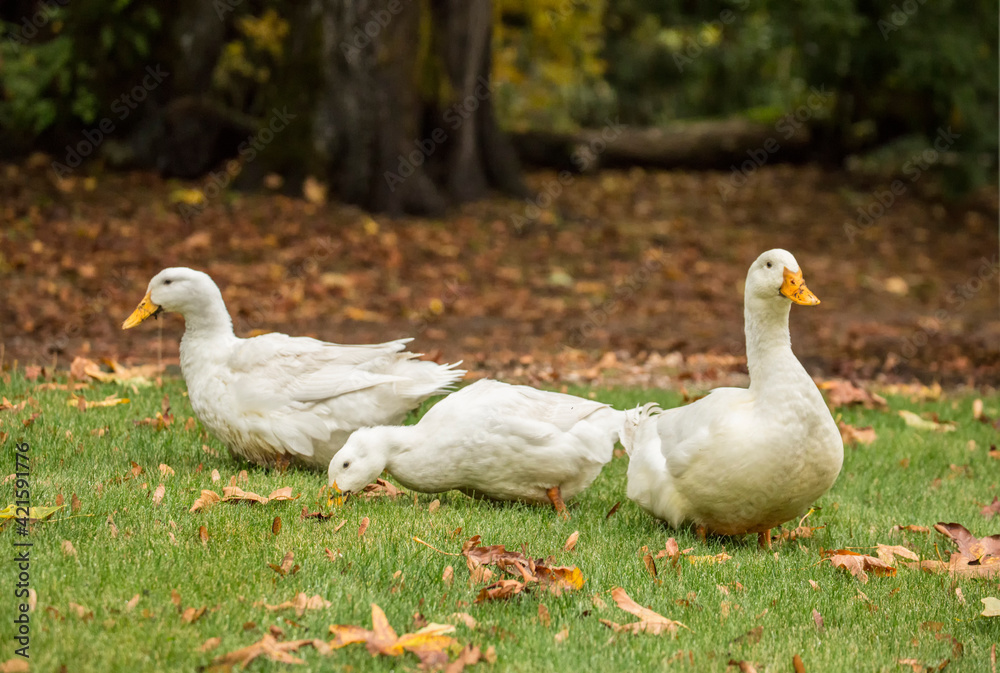 Issaquah, Washington State, USA. Three free-ranging domestic Pekin ducks strolling through the yard and eating as they go. Issaquah, Washington State, USA. Three free-ranging domestic Pekin ducks strolling through the yard and eating as they go.
