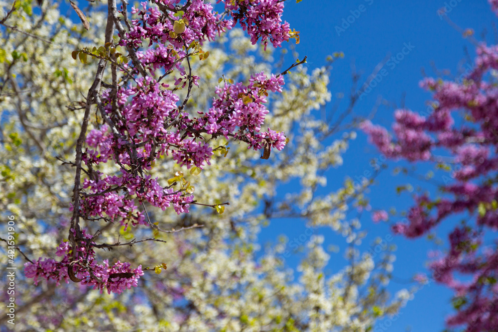 Delicate bright white and pink flowering trees in the garden against the blue sky on a sunny spring day