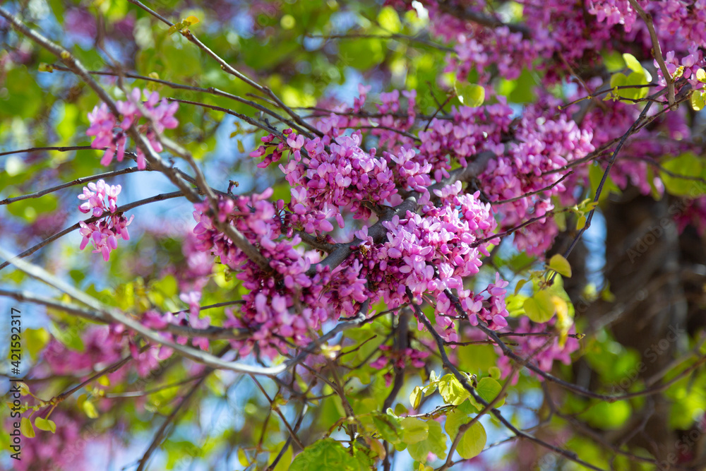 Delicate bright white and pink flowering trees in the garden against the blue sky on a sunny spring day Delicate bright white and pink flowering trees in the garden against the blue sky on a sunny spring day