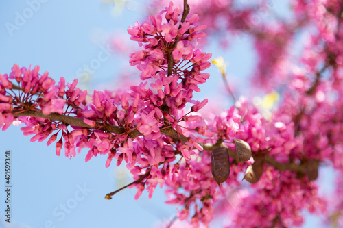 Delicate bright white and pink flowering trees in the garden against the blue sky on a sunny spring day