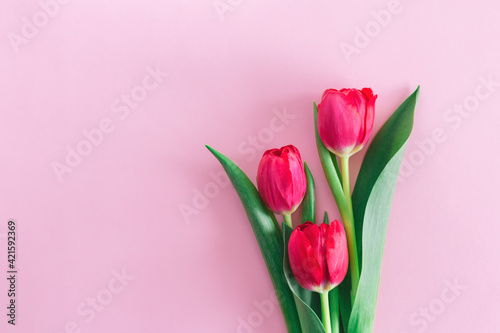 Fototapeta Naklejka Na Ścianę i Meble -  Tender pink tulips on pastel pink background. Greeting card for Women's day.