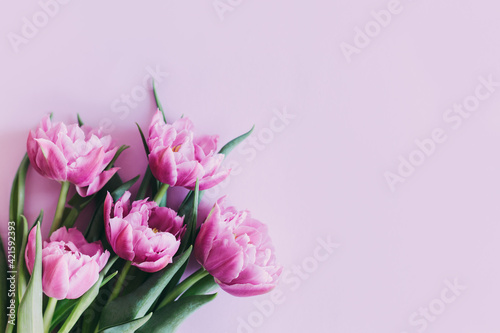Tender violet tulips on pastel violet background. Greeting card for Women's day. © Inna