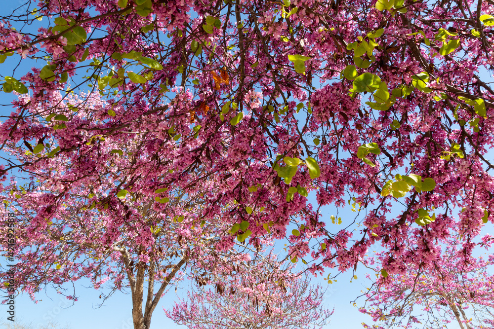 Delicate bright white and pink flowering trees in the garden against the blue sky on a sunny spring day