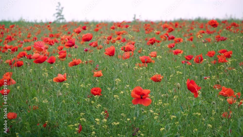 Field of poppies. 4 K Video. field of blossoming poppies. Poppy field. close up of moving poppies. Summer Landscape, Background. Field of red poppy flowers in early summer. Opium red flower Field of poppies. 4 K Video. field of blossoming poppies. Poppy field. close up of moving poppies. Summer Landscape, Background. Field of red poppy flowers in early summer. Opium red flower