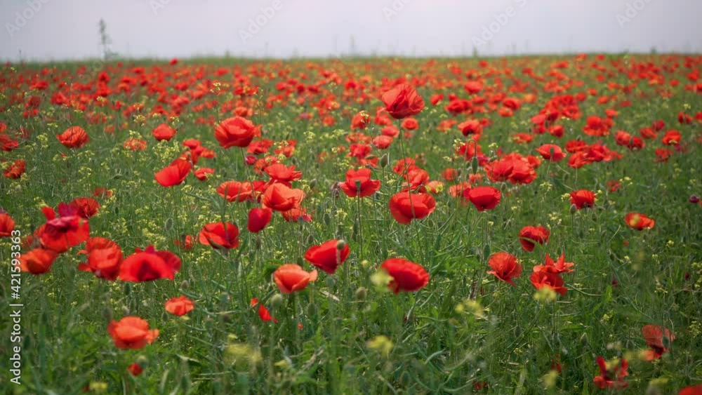 Field of poppies. 4 K Video. field of blossoming poppies. Poppy field. close up of moving poppies. Summer Landscape, Background. Field of red poppy flowers in early summer. Opium red flower Field of poppies. 4 K Video. field of blossoming poppies. Poppy field. close up of moving poppies. Summer Landscape, Background. Field of red poppy flowers in early summer. Opium red flower