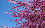 Delicate bright pink flowers against the blue sky on a sunny spring day