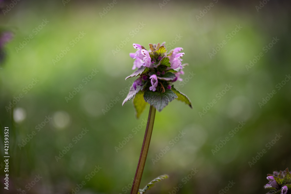 Common Lawn weed Ground Ivy with rounded, scalloped leaves, foursided