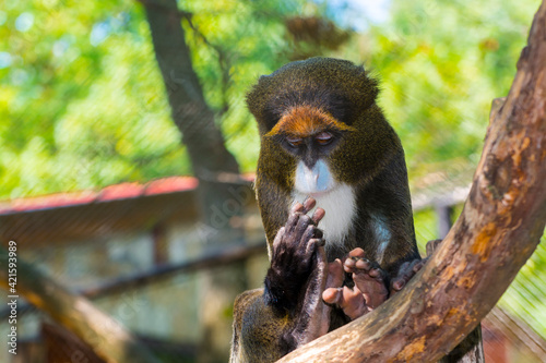 Portrait of a De Brazza monkey on tree branches photo