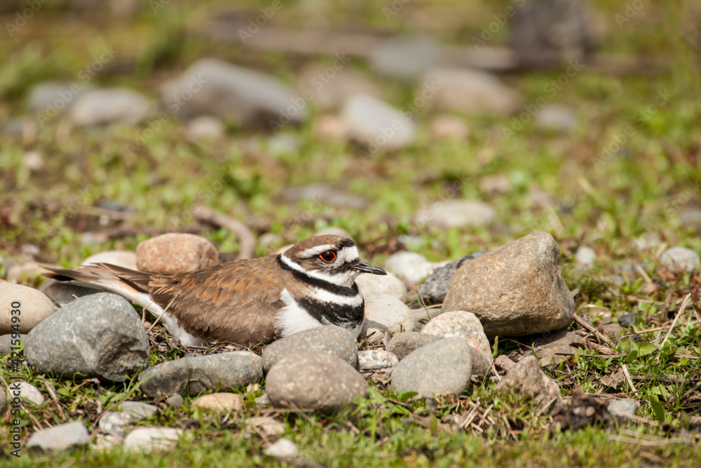 Seattle, Washington State, USA. Killdeer sitting on a nest. Seattle, Washington State, USA. Killdeer sitting on a nest.