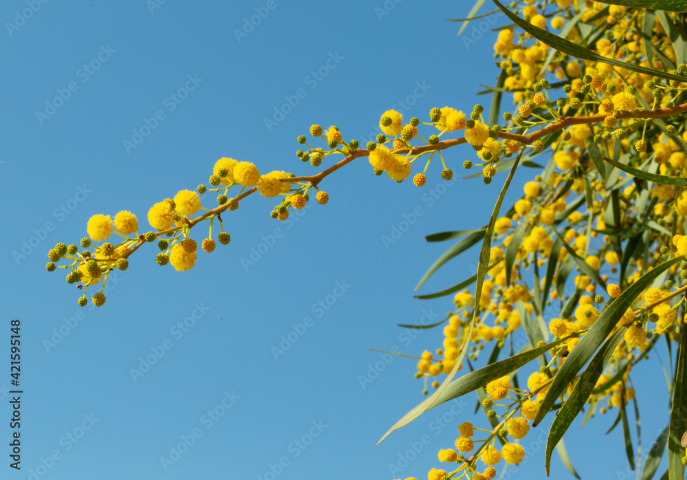 Blooming mimosa bright yellow balls flowers on a bright spring sunny day Blooming mimosa bright yellow balls flowers on a bright spring sunny day
