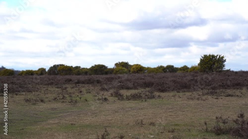 Woman walking in forest