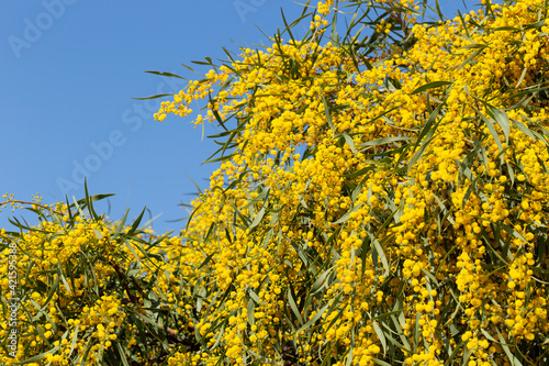 Blooming mimosa bright yellow balls flowers on a bright spring sunny day