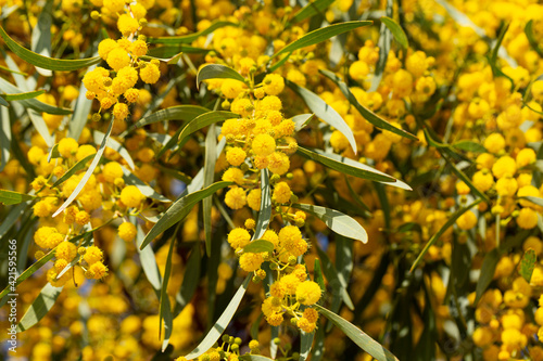 Blooming mimosa bright yellow balls flowers on a bright spring sunny day