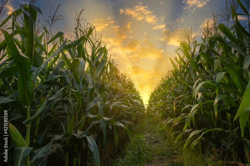 Murais de parede green corn field in agricultural plantation and light shines sunset in the eveni