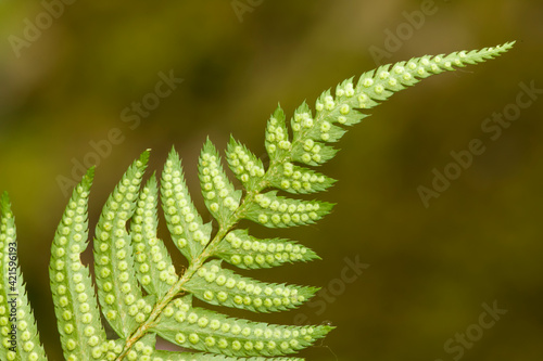 Issaquah, Washington State, USA. Underside of a western sword fern (Polystichum munitum) showing the spore. photo