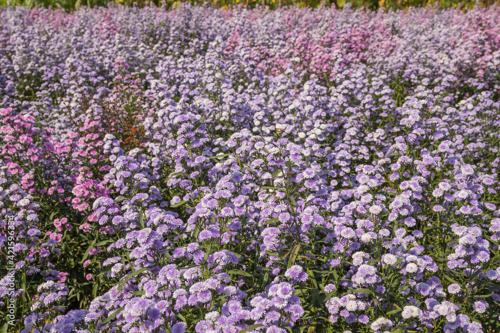 Beautiful margaret flowers blooming in the garden.
