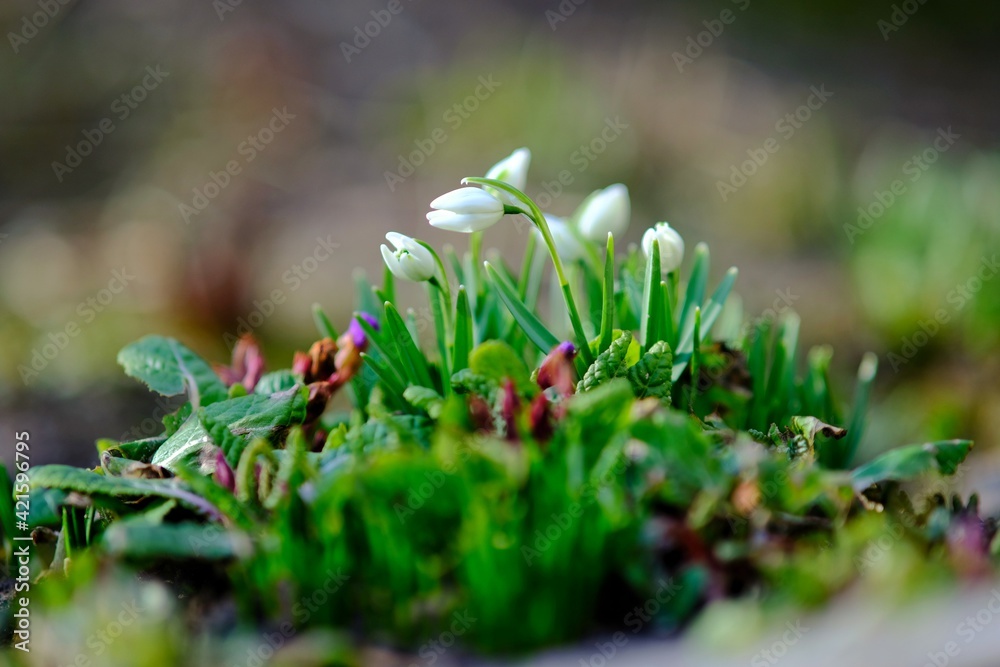 Snowdrops (Galanthus nivalis) after melting snow. Snowdrops bloom in the forest in spring. Snowdrops (Galanthus nivalis) after melting snow. Snowdrops bloom in the forest in spring.