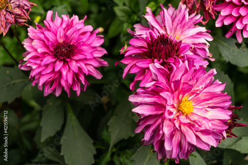 Lindas flores rosas