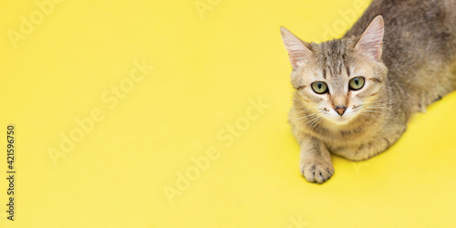 Banner. A young tabby cat lies isolated on a yellow background. Copy space for design photo