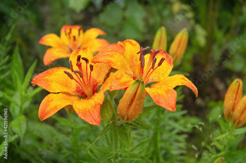 Large orange flowers of lilies with water drops