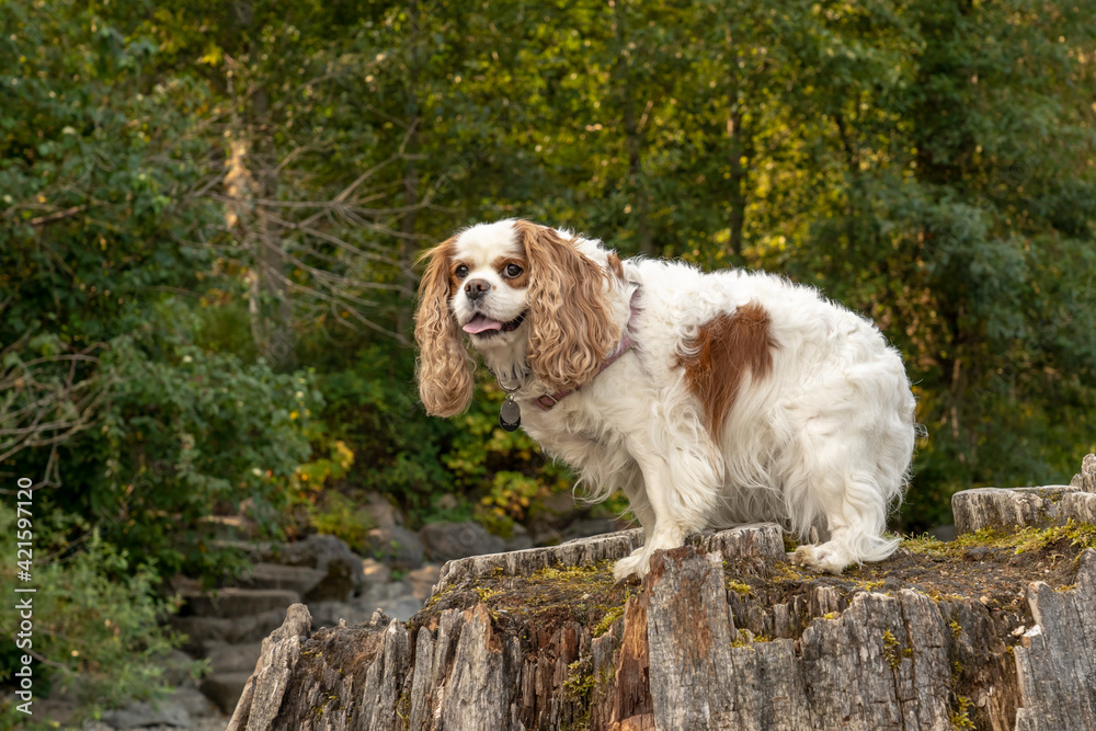 Rattlesnake Lake Recreation Area, North Bend, Washington State, USA. Cavalier King Charles Spaniel standing on top of a large tree stump. Rattlesnake Lake Recreation Area, North Bend, Washington State, USA. Cavalier King Charles Spaniel standing on top of a large tree stump.