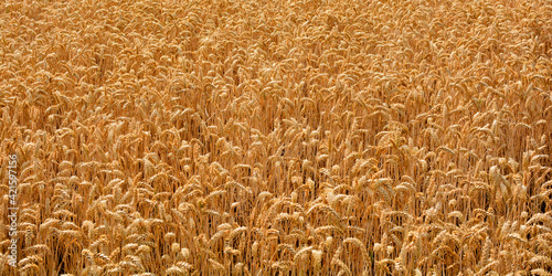 Grain field before harvest