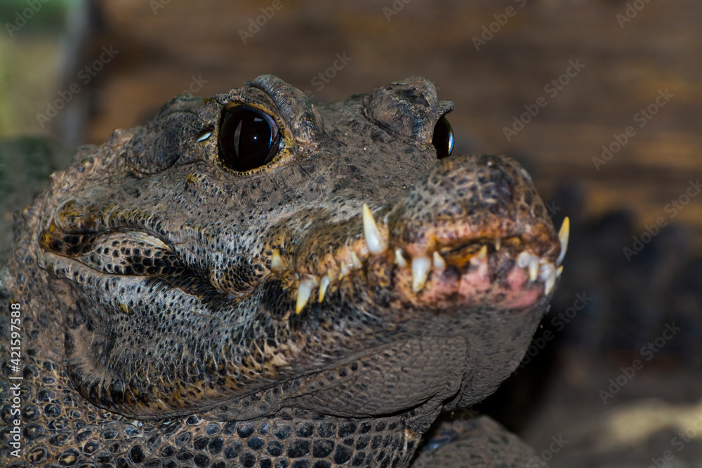 Fototapeta premium Close portrait of an African dwarf crocodile
