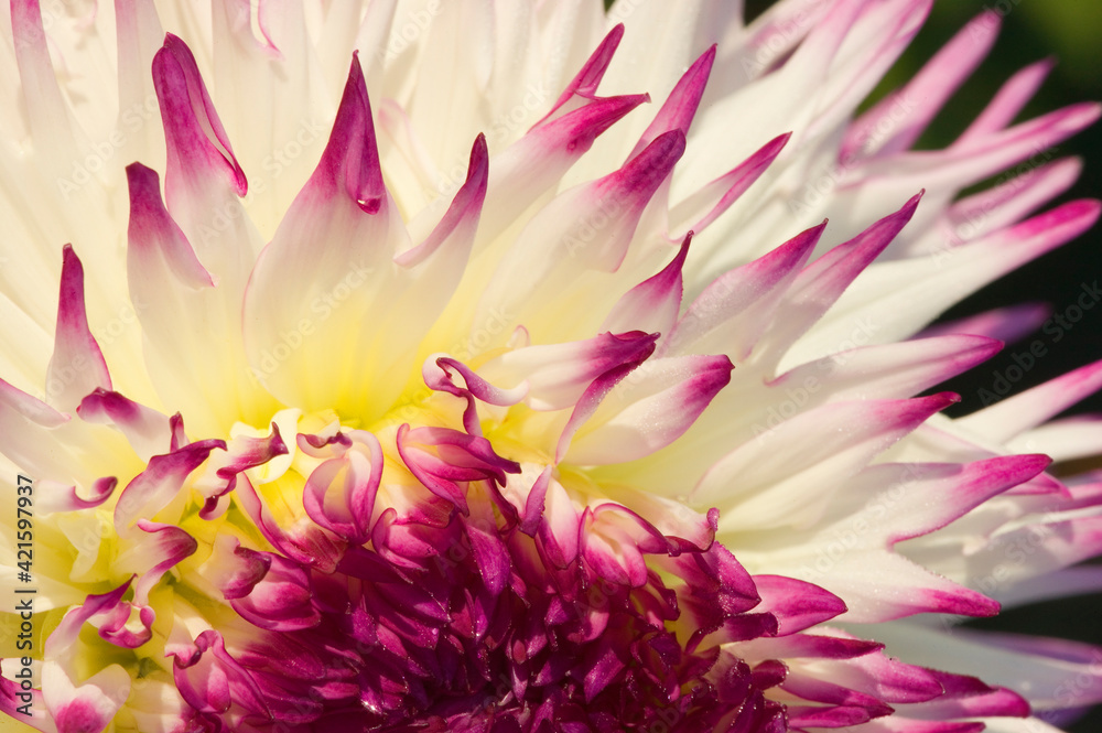 Fototapeta premium Tacoma, Washington State, USA. Close-up of an Anna Mari dahlia
